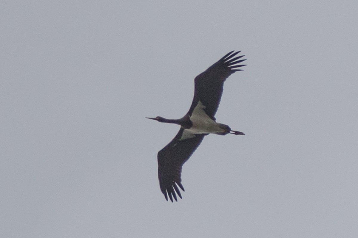 Black Stork - ML621093272