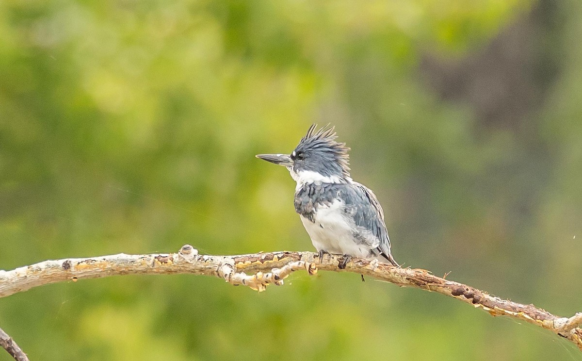 Belted Kingfisher - ML621093277