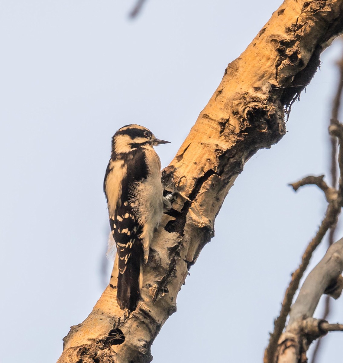 Downy Woodpecker - ML621093278
