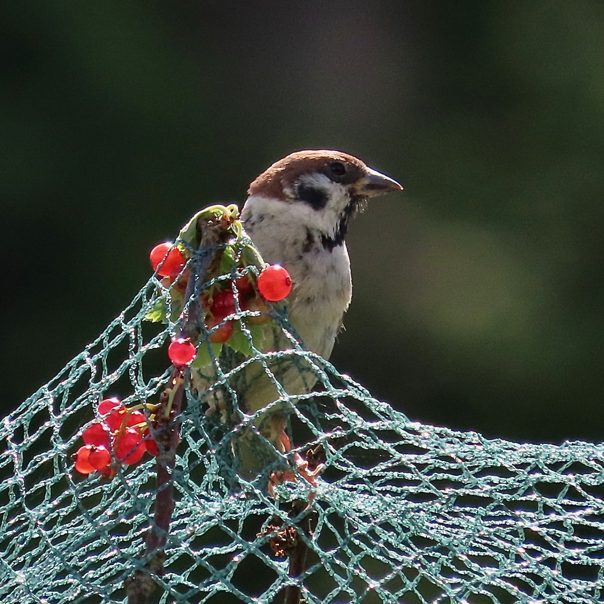 Eurasian Tree Sparrow - ML621093301