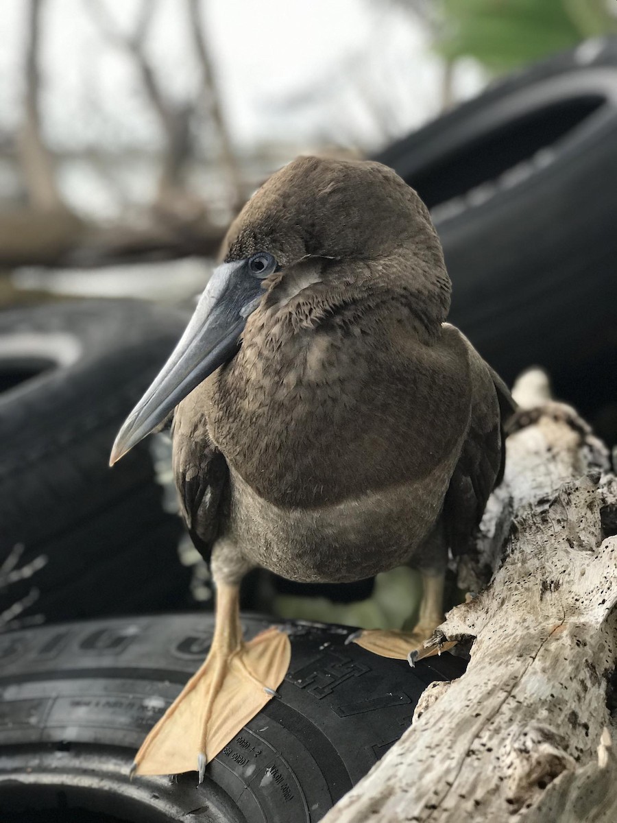 Brown Booby - ML621093315