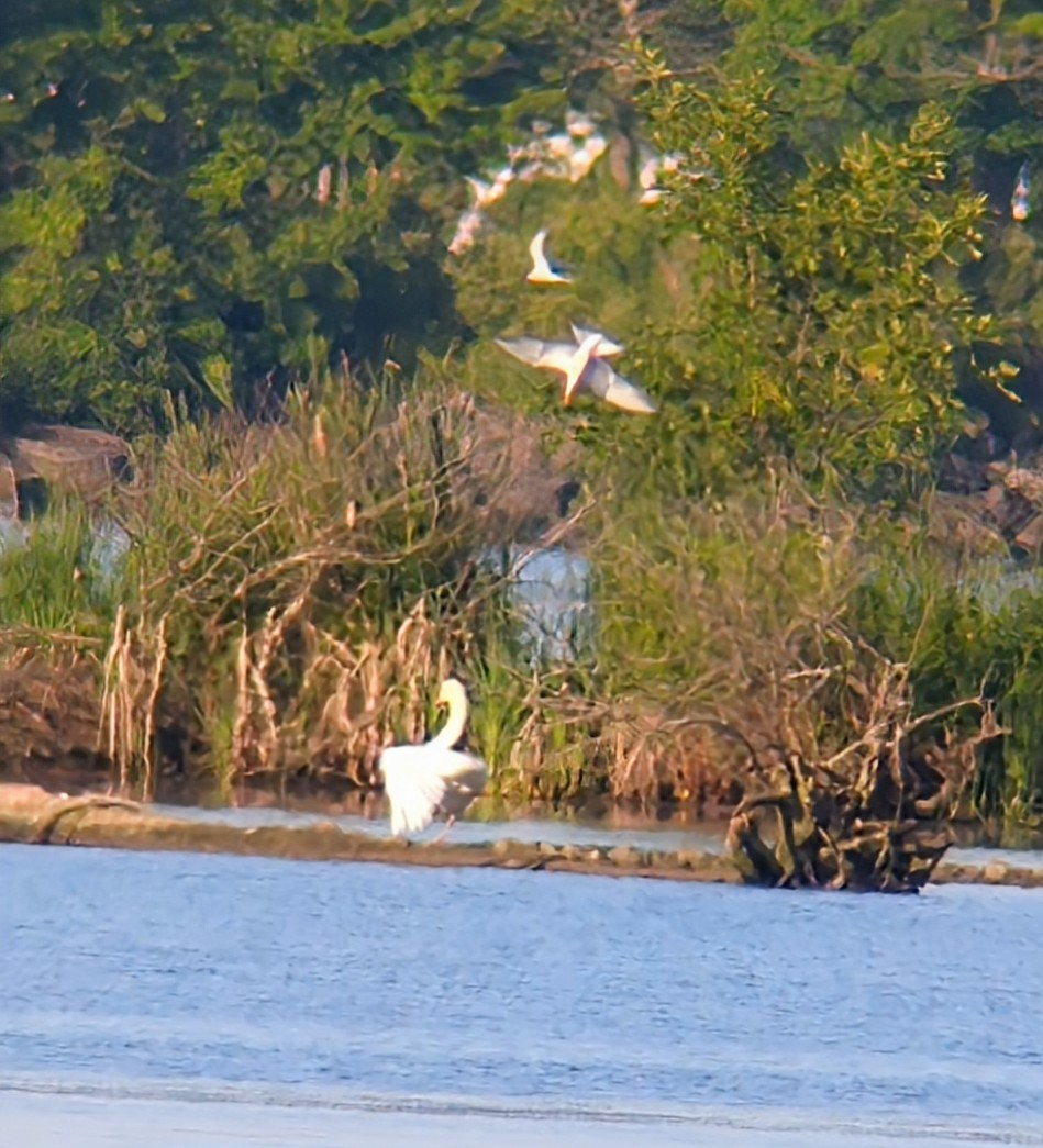 Mute Swan - ML621093375