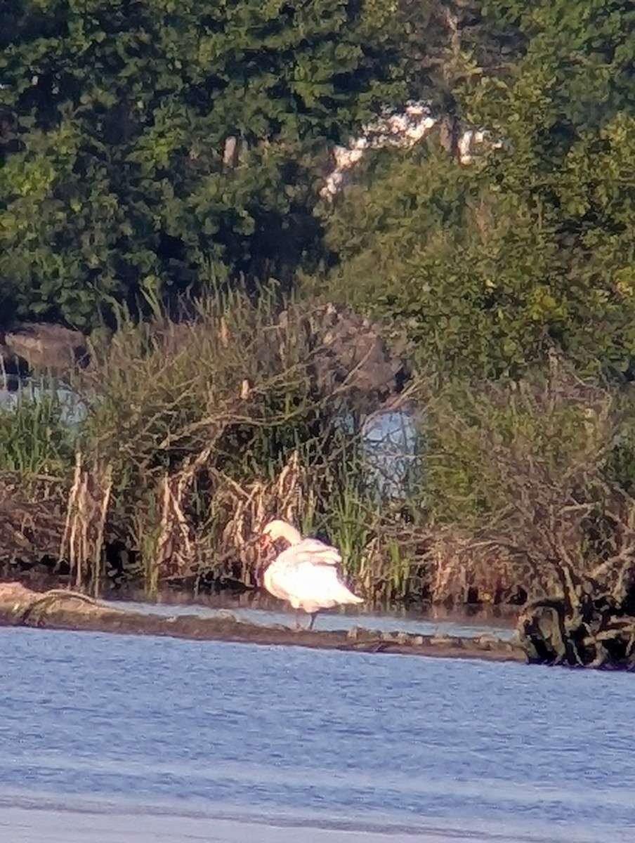 Mute Swan - ML621093376