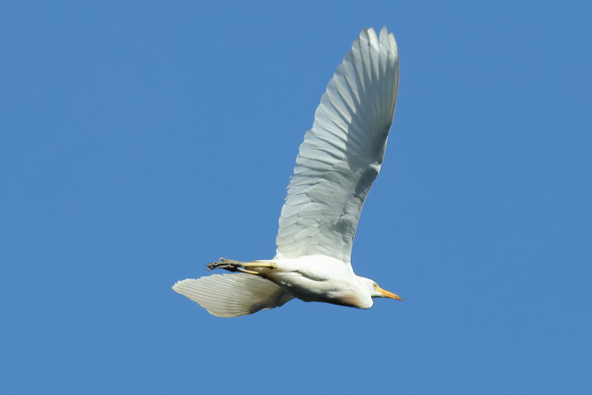 Чапля єгипетська (підвид ibis) - ML621093379