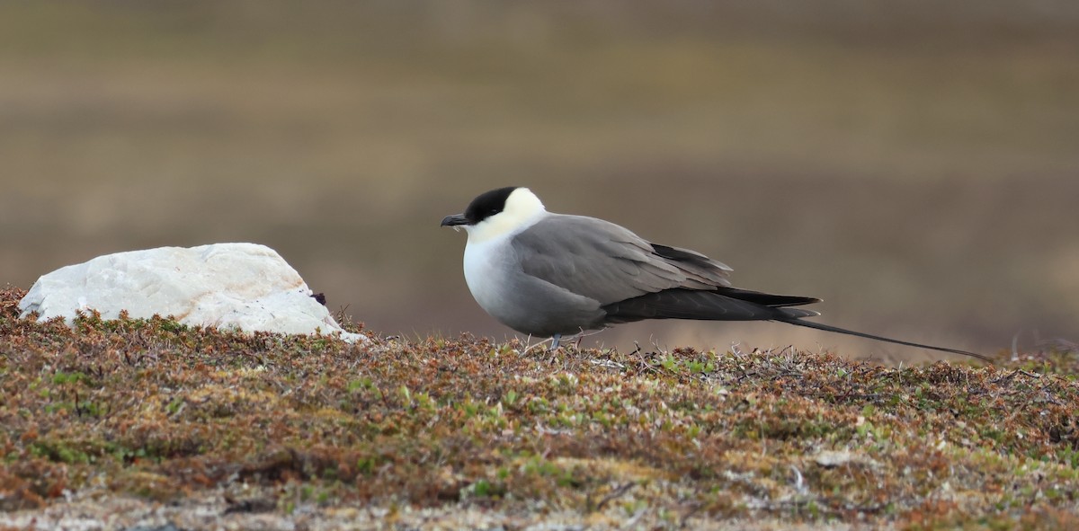 Long-tailed Jaeger - ML621093396