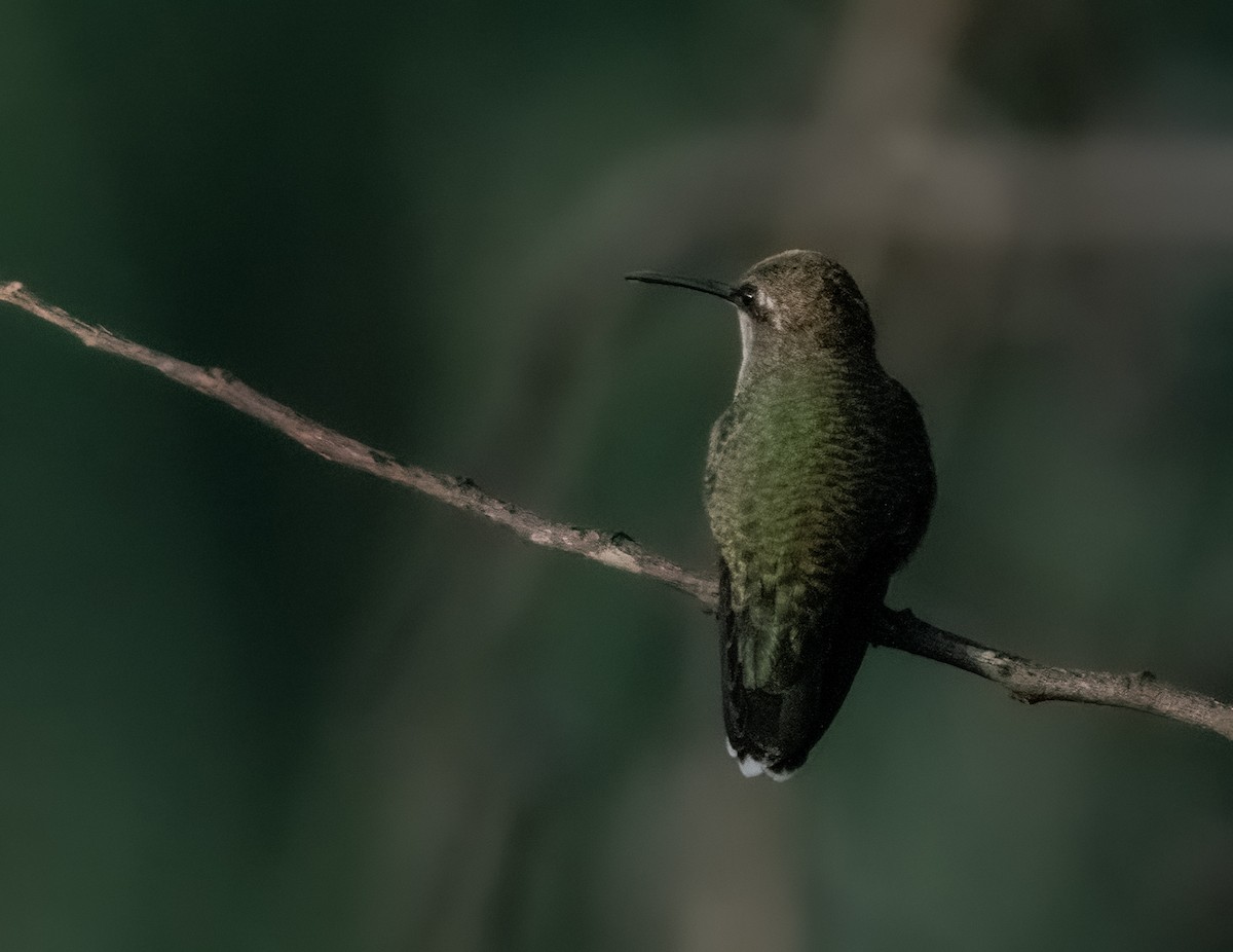 Black-chinned Hummingbird - ML621093401