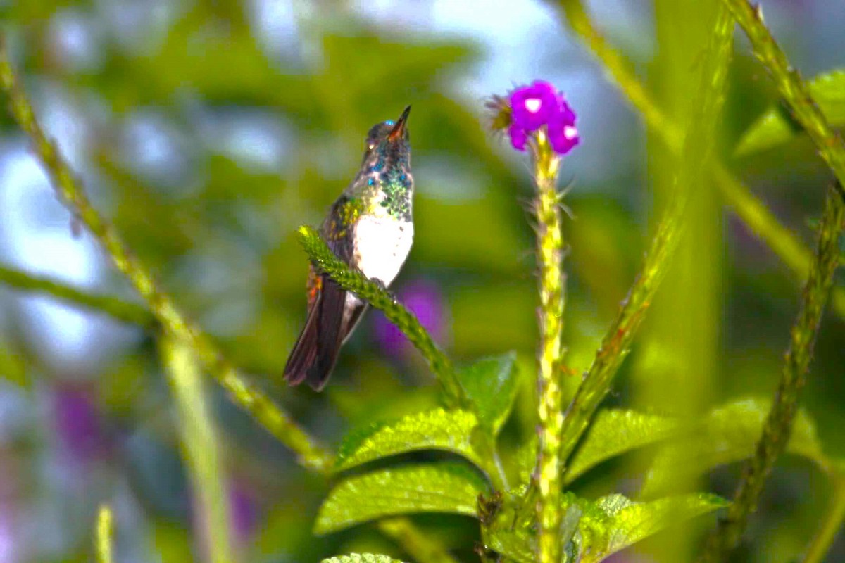 Фиолетовоголовый колибри - ML621093402