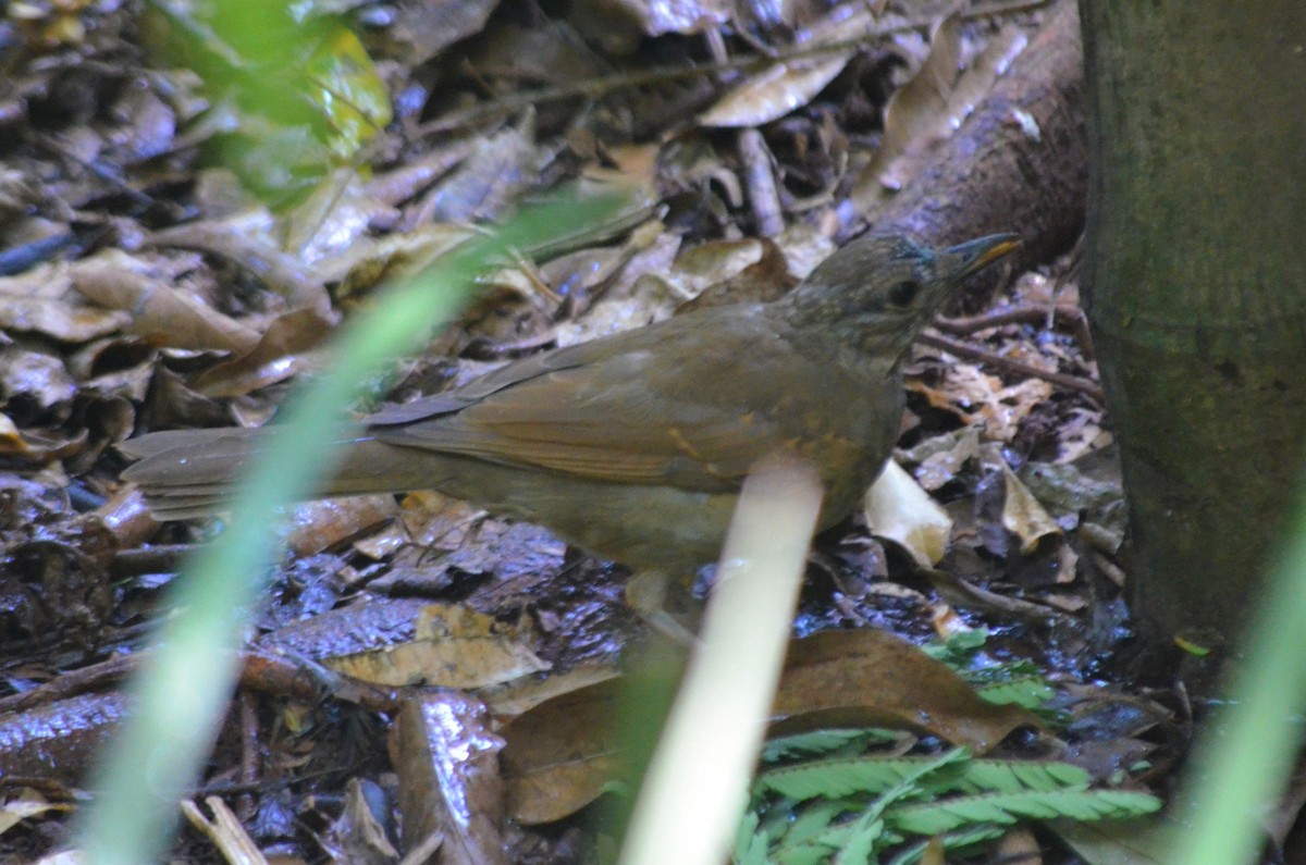 Pale-breasted Thrush - ML621093414
