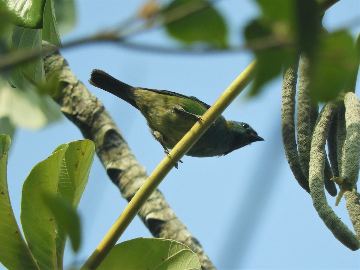 Green-headed Tanager - ML621093430