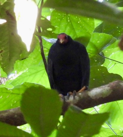 Vanuatu Megapode - ML621093438