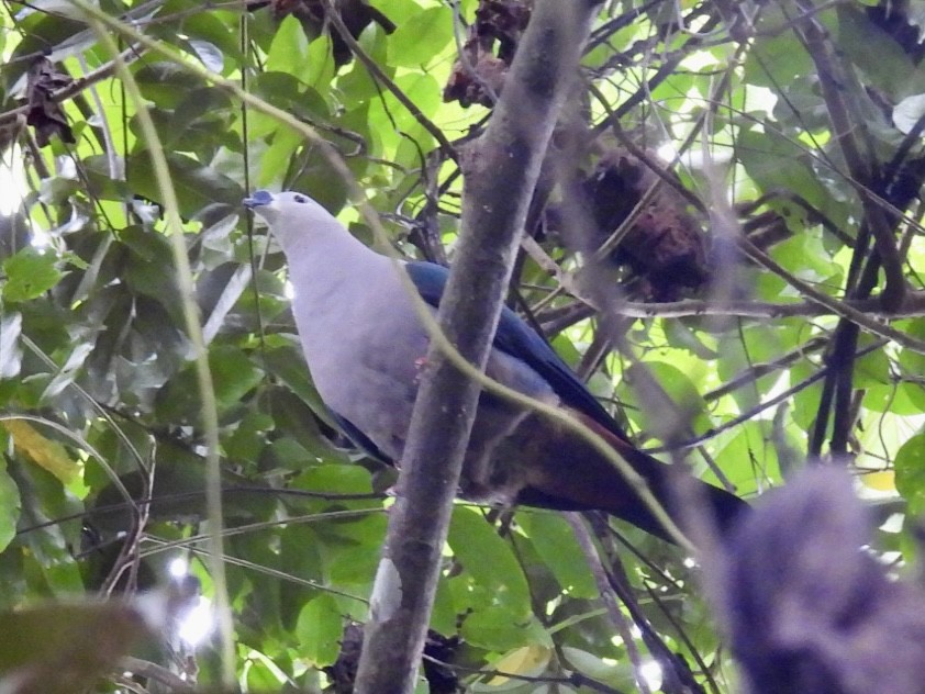 Тихоокеанский плодовый голубь - ML621093442
