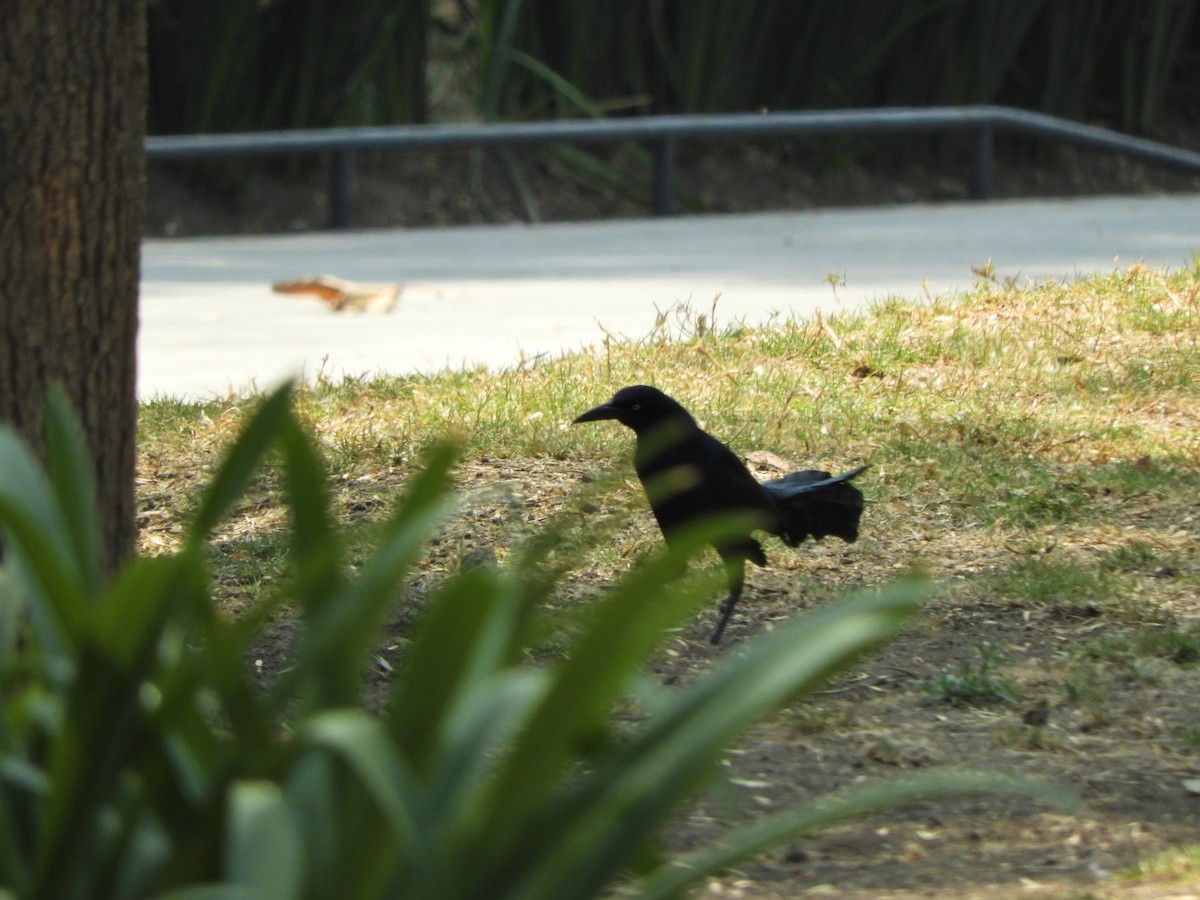 Great-tailed Grackle - ML621093486