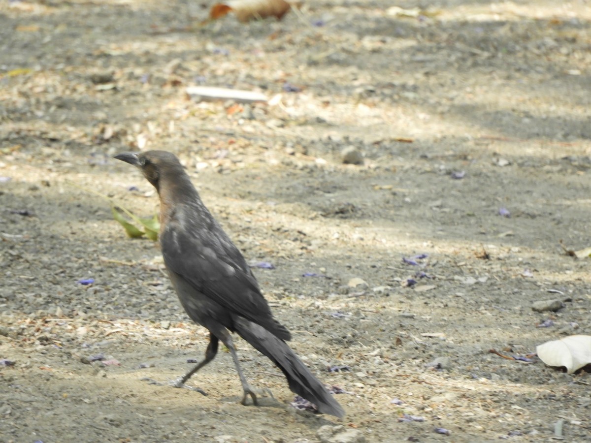 Great-tailed Grackle - ML621093487