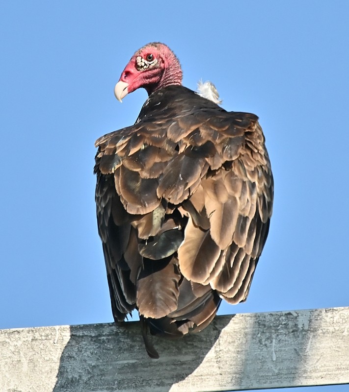 Turkey Vulture - ML621093494