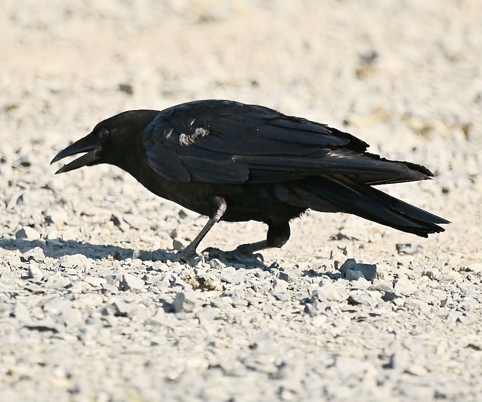 American Crow - ML621093497