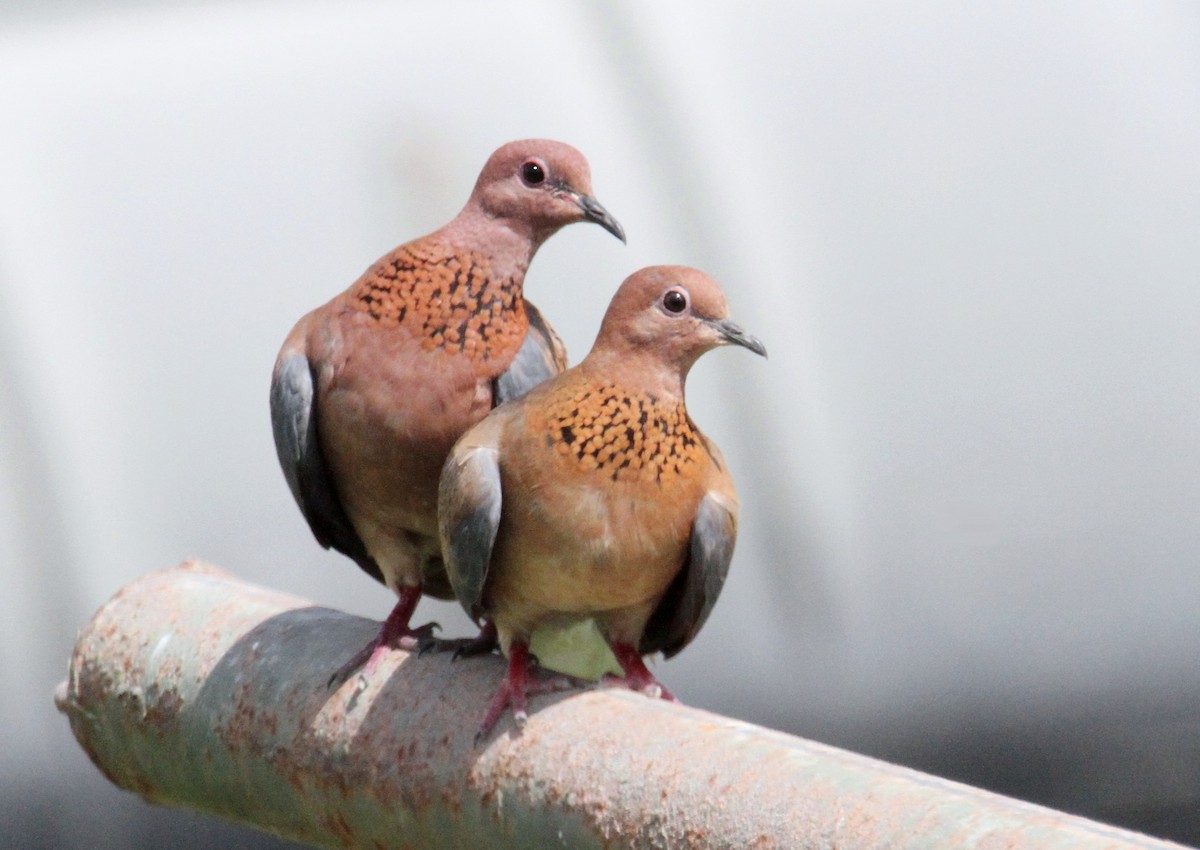 Laughing Dove - ML621093501