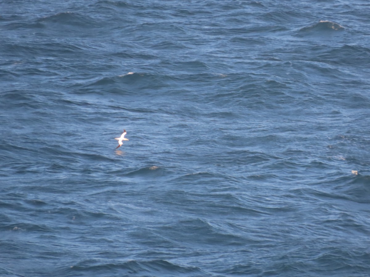 Zanga arrunta - ML621093504