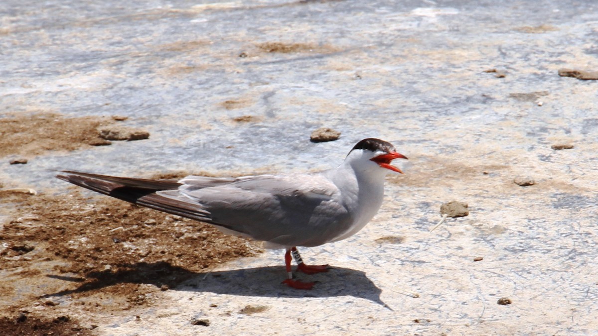 Common Tern - ML621093518