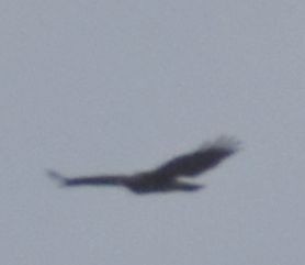 Turkey Vulture - ML621093543
