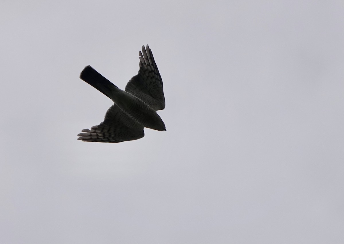 Eurasian Sparrowhawk - ML621093558
