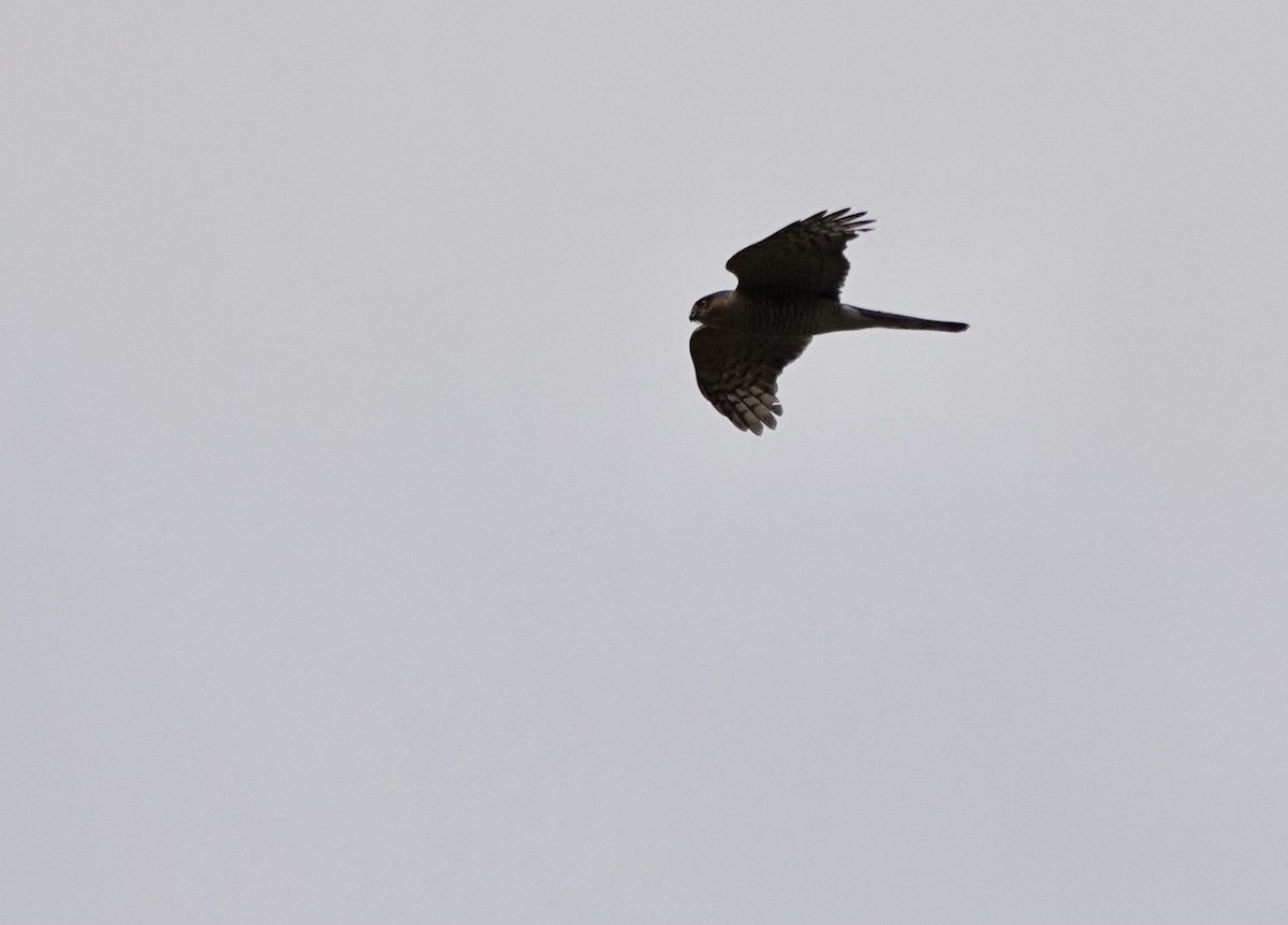 Eurasian Sparrowhawk - ML621093582