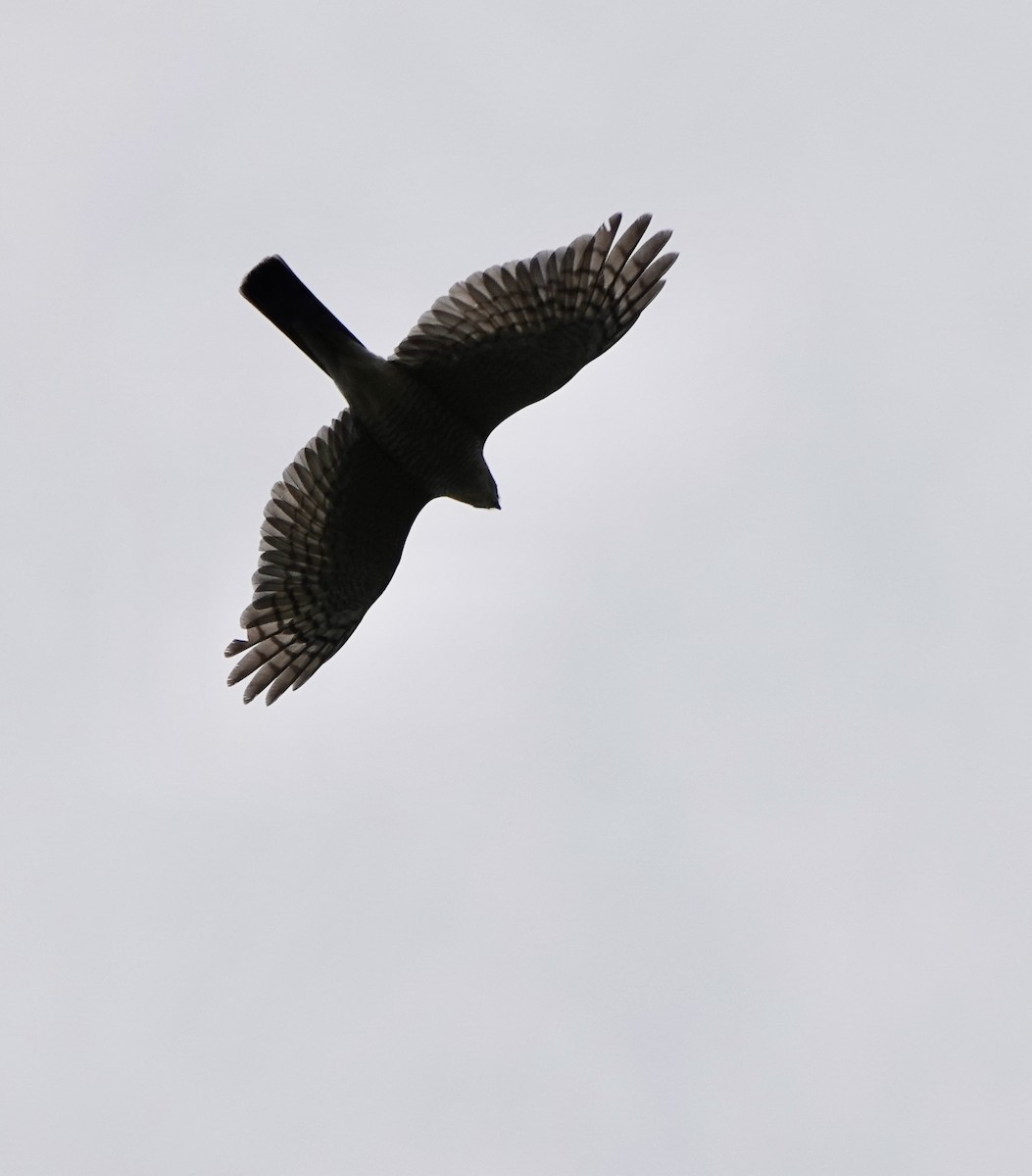 Eurasian Sparrowhawk - ML621093585