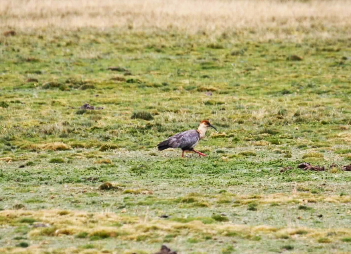 ibis šedokřídlý - ML621093635
