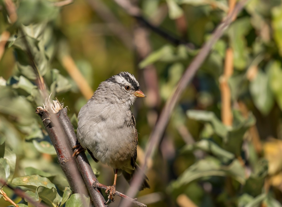 White-crowned Sparrow - ML621093651