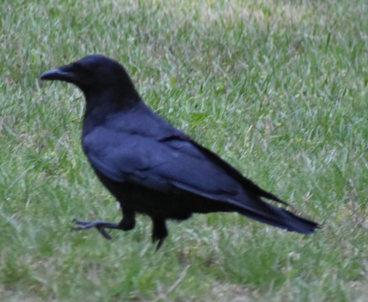 American Crow - ML621093658