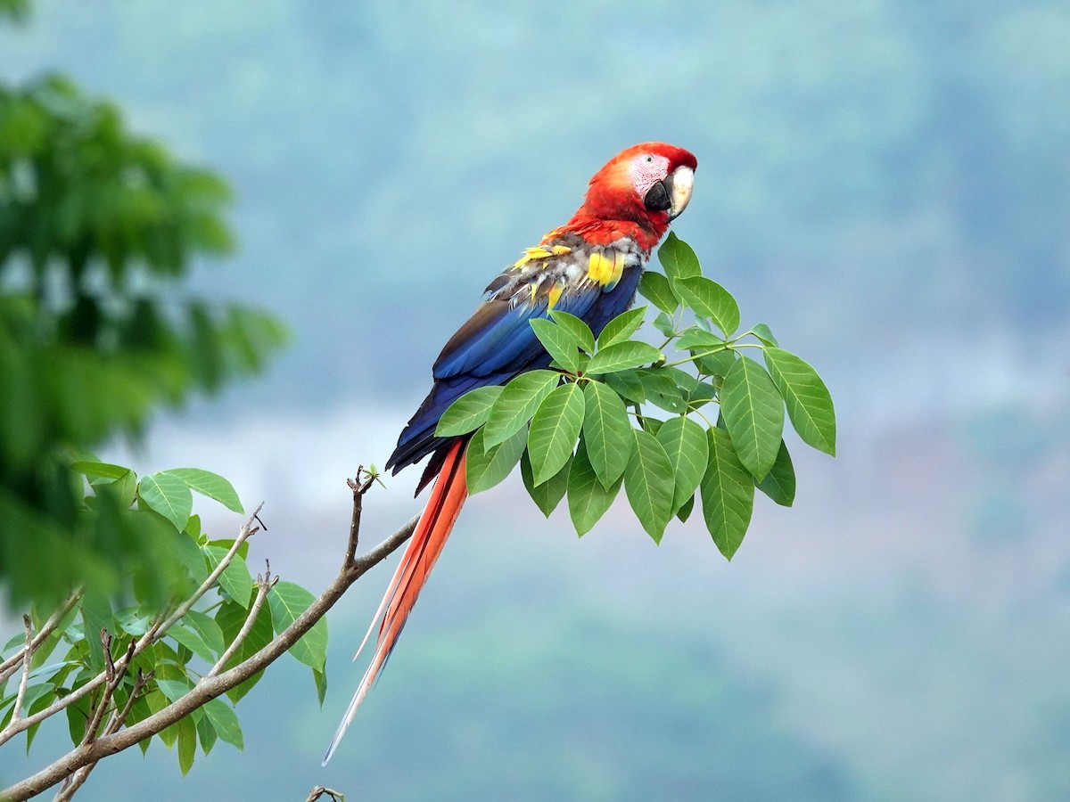 Scarlet Macaw - ML621093660