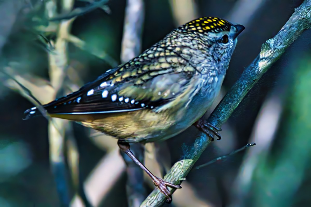 Spotted Pardalote (Spotted) - ML621093683