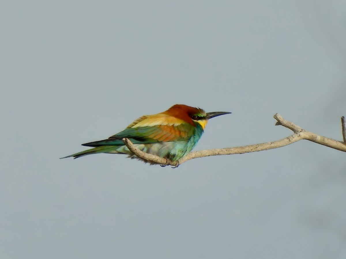European Bee-eater - ML621093687