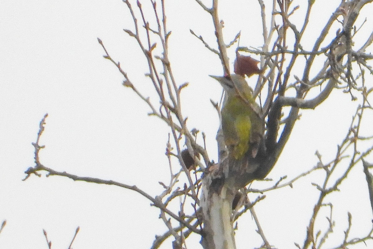 Gray-headed Woodpecker - ML621093730