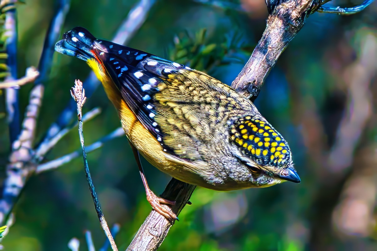 Spotted Pardalote (Spotted) - ML621093734