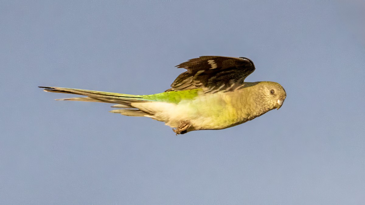 Red-rumped Parrot - ML621093737