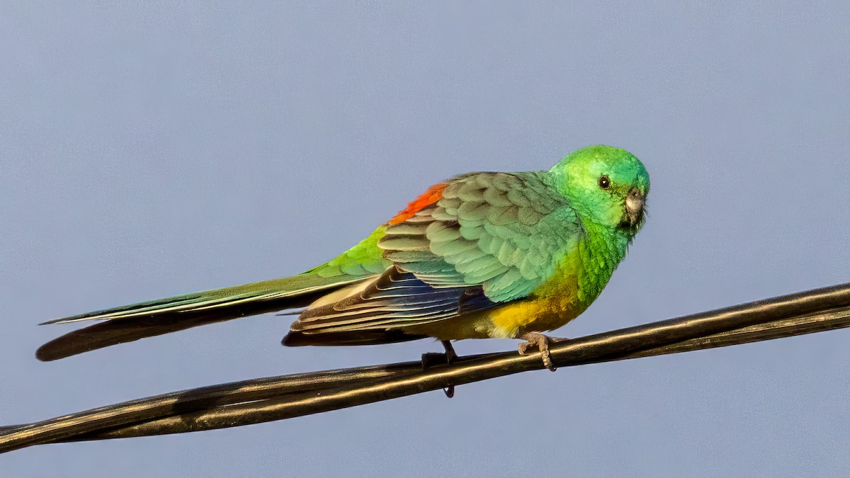 Red-rumped Parrot - ML621093738