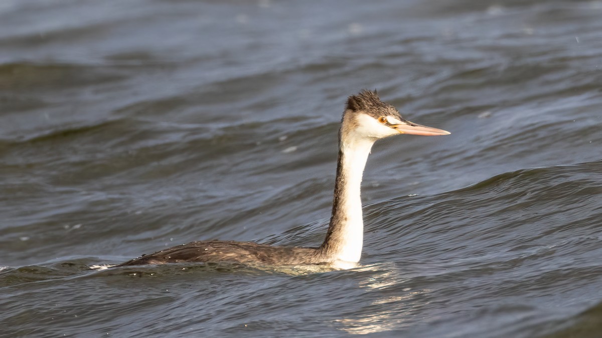 Great Crested Grebe - ML621093752