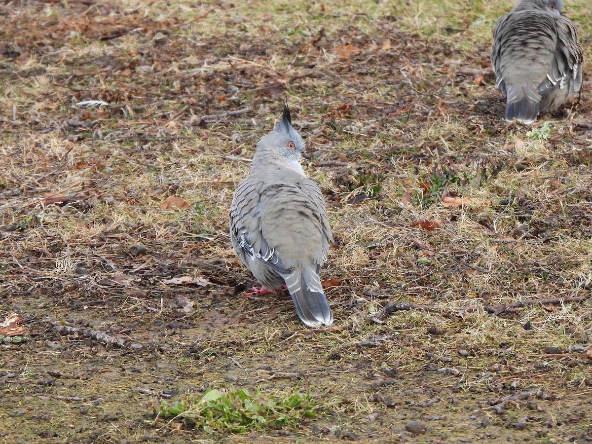 Crested Pigeon - ML621093820