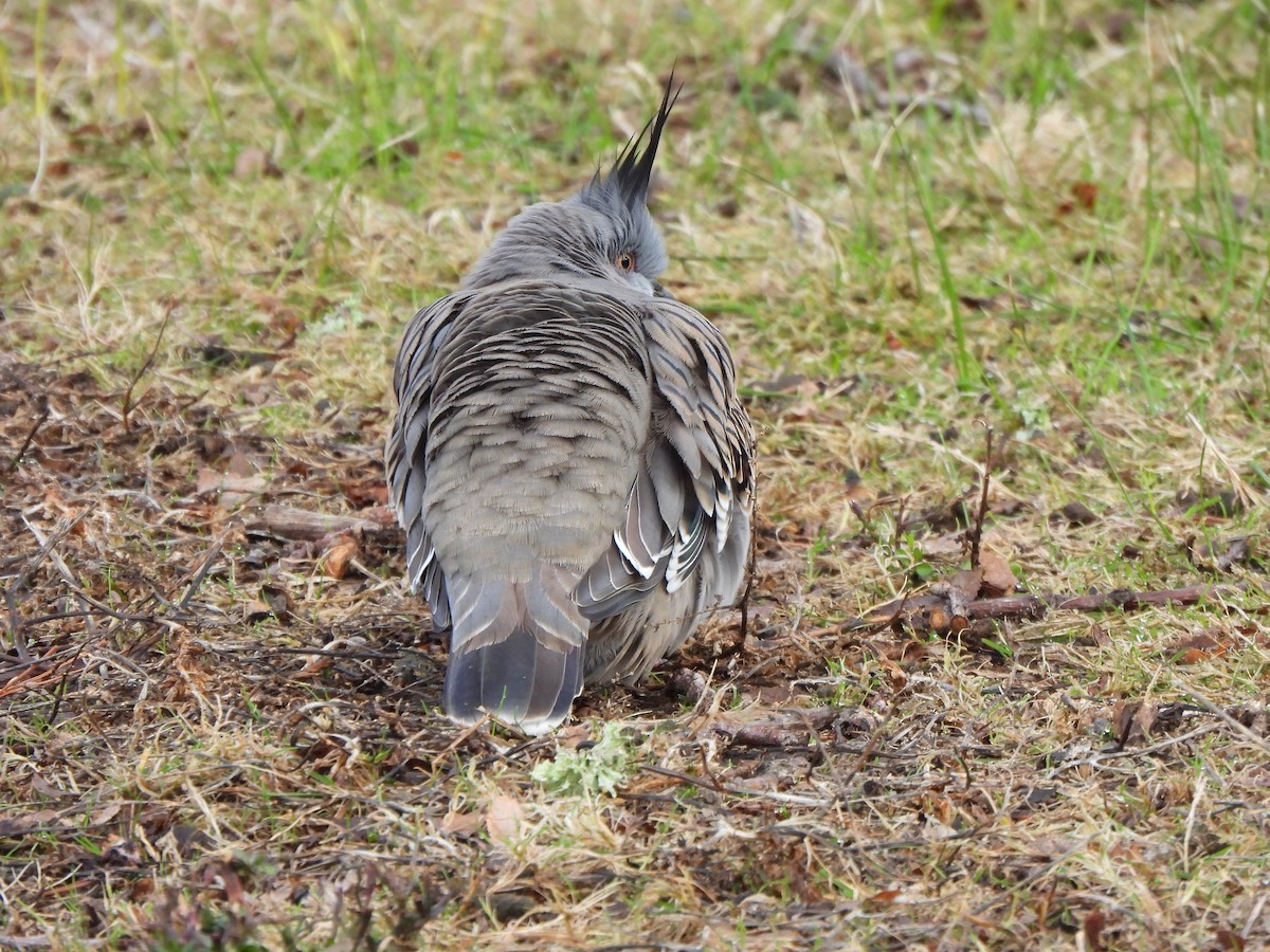 Crested Pigeon - ML621093835