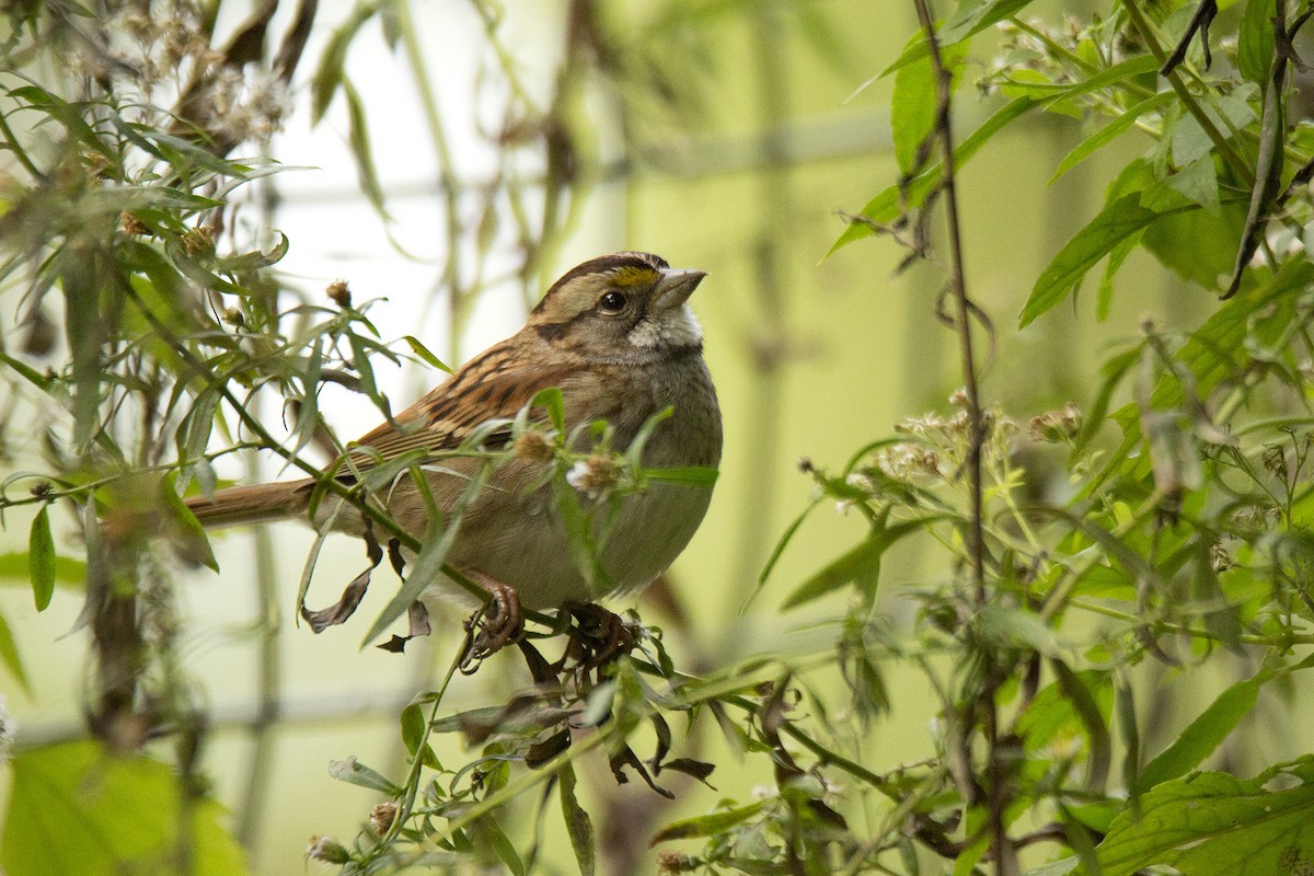 White-throated Sparrow - ML621093836