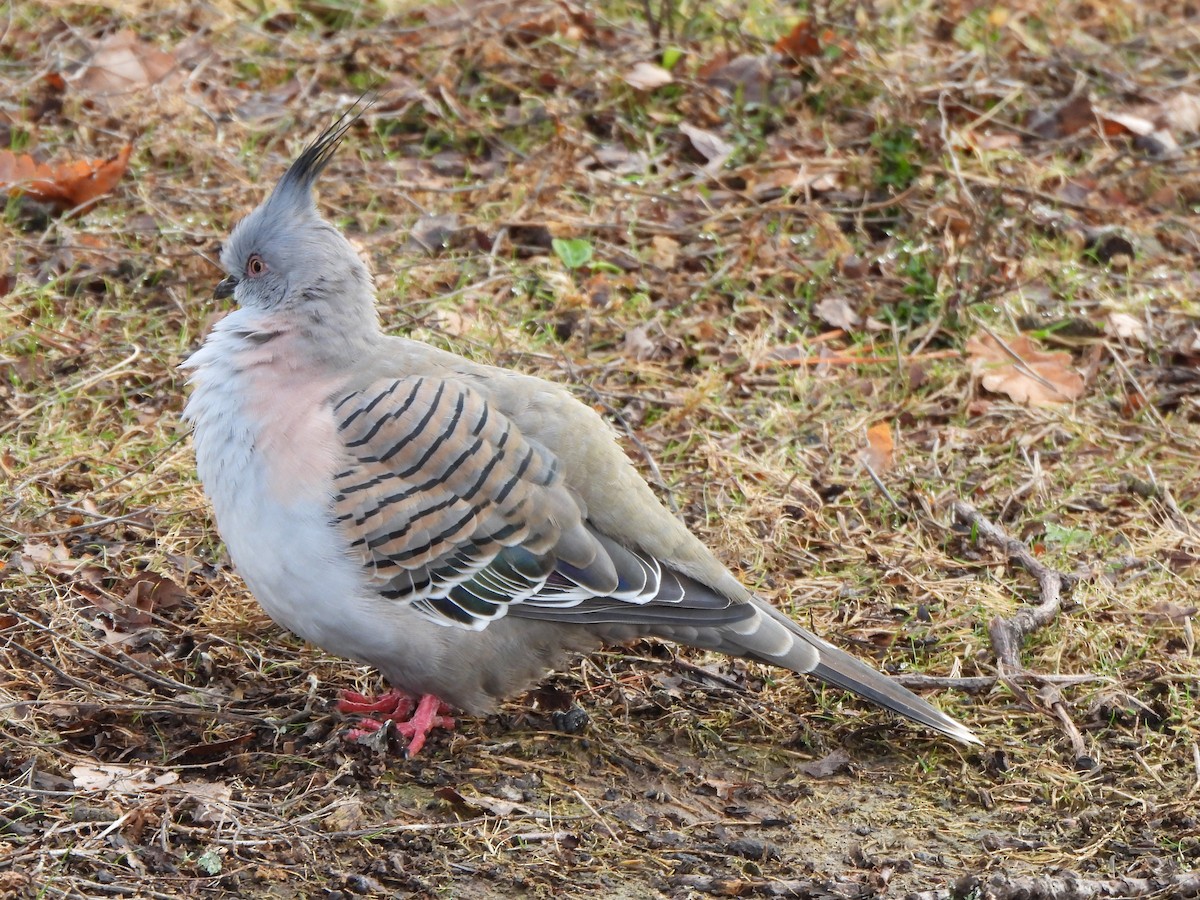Crested Pigeon - ML621093837
