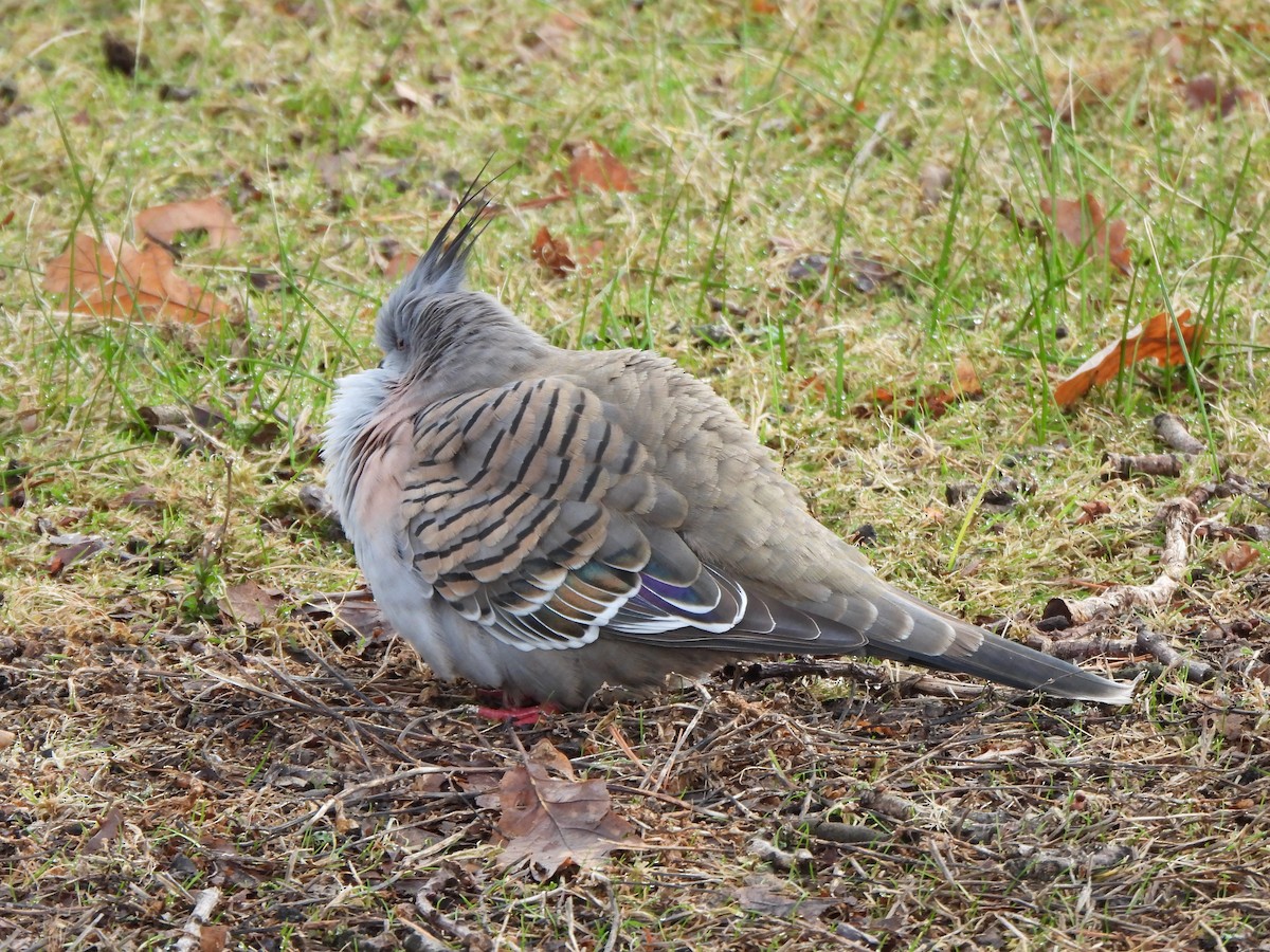 Crested Pigeon - ML621093839