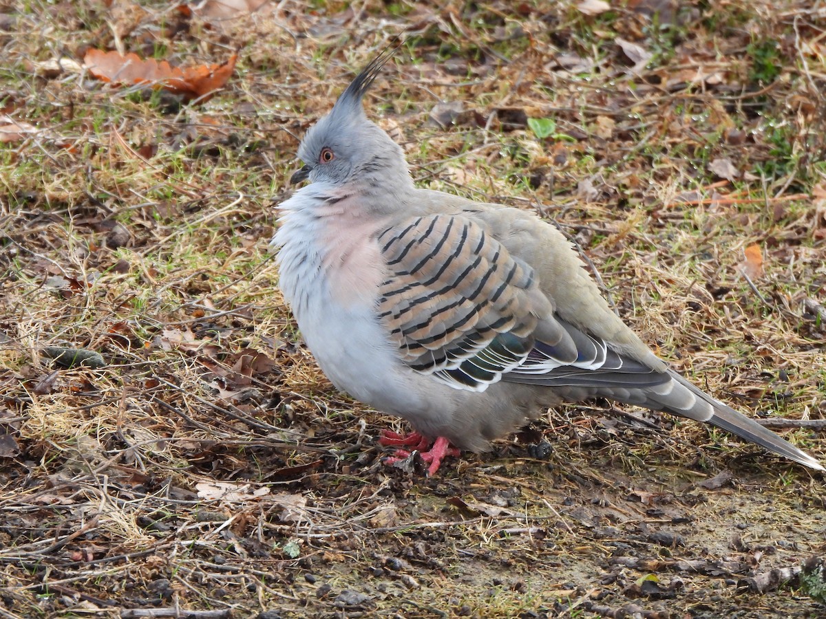 Crested Pigeon - ML621093840