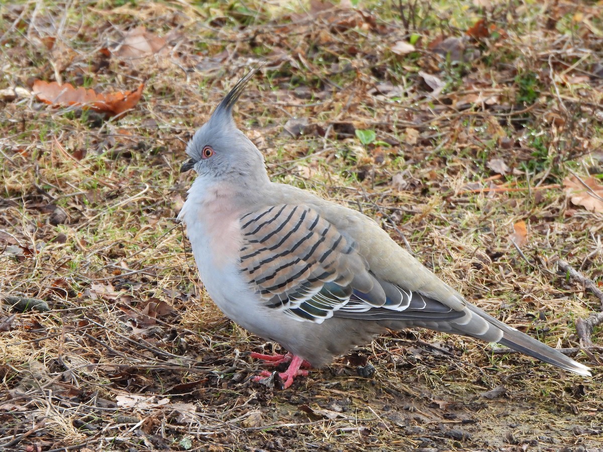 Crested Pigeon - ML621093842