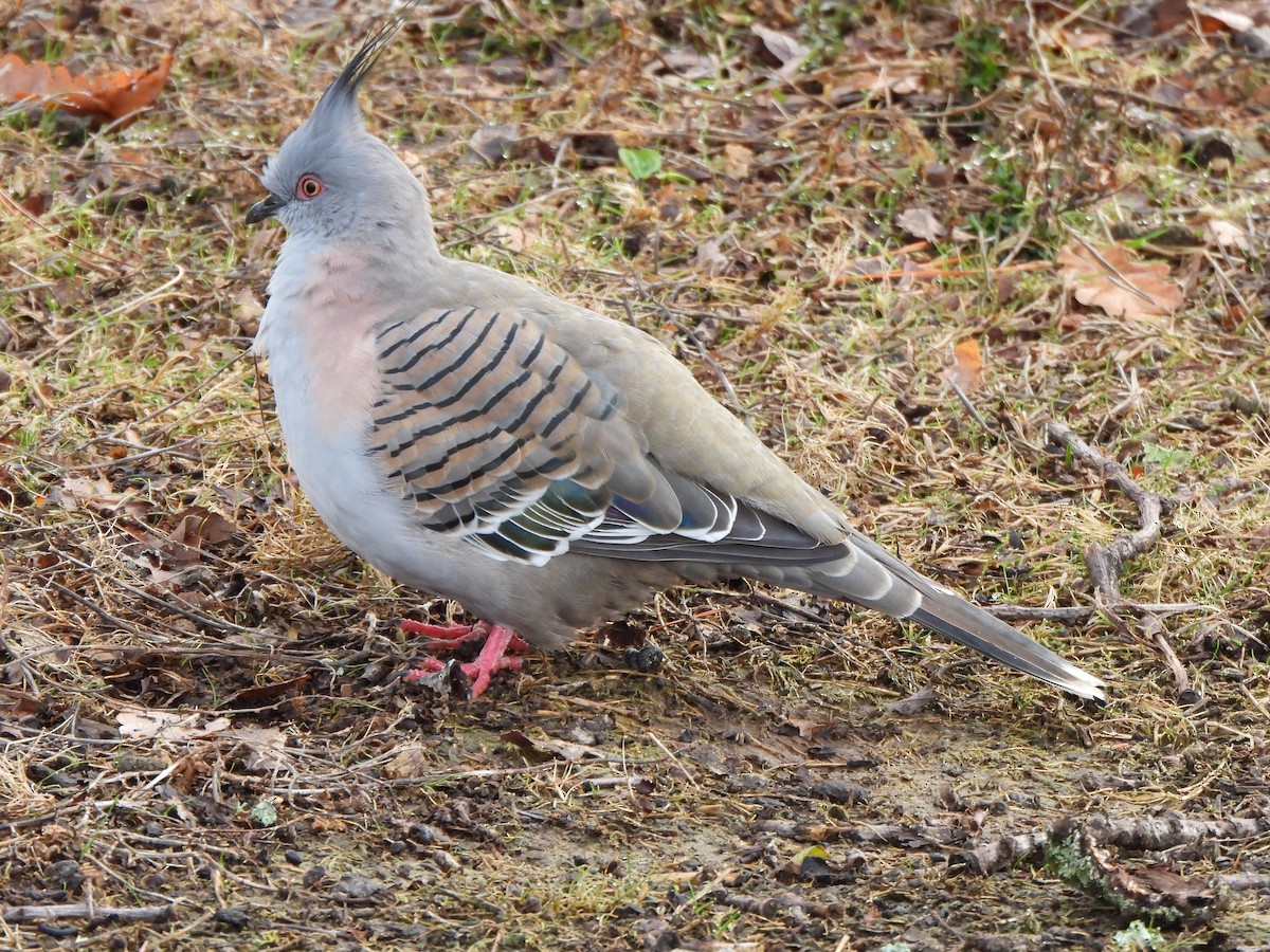 Crested Pigeon - ML621093845