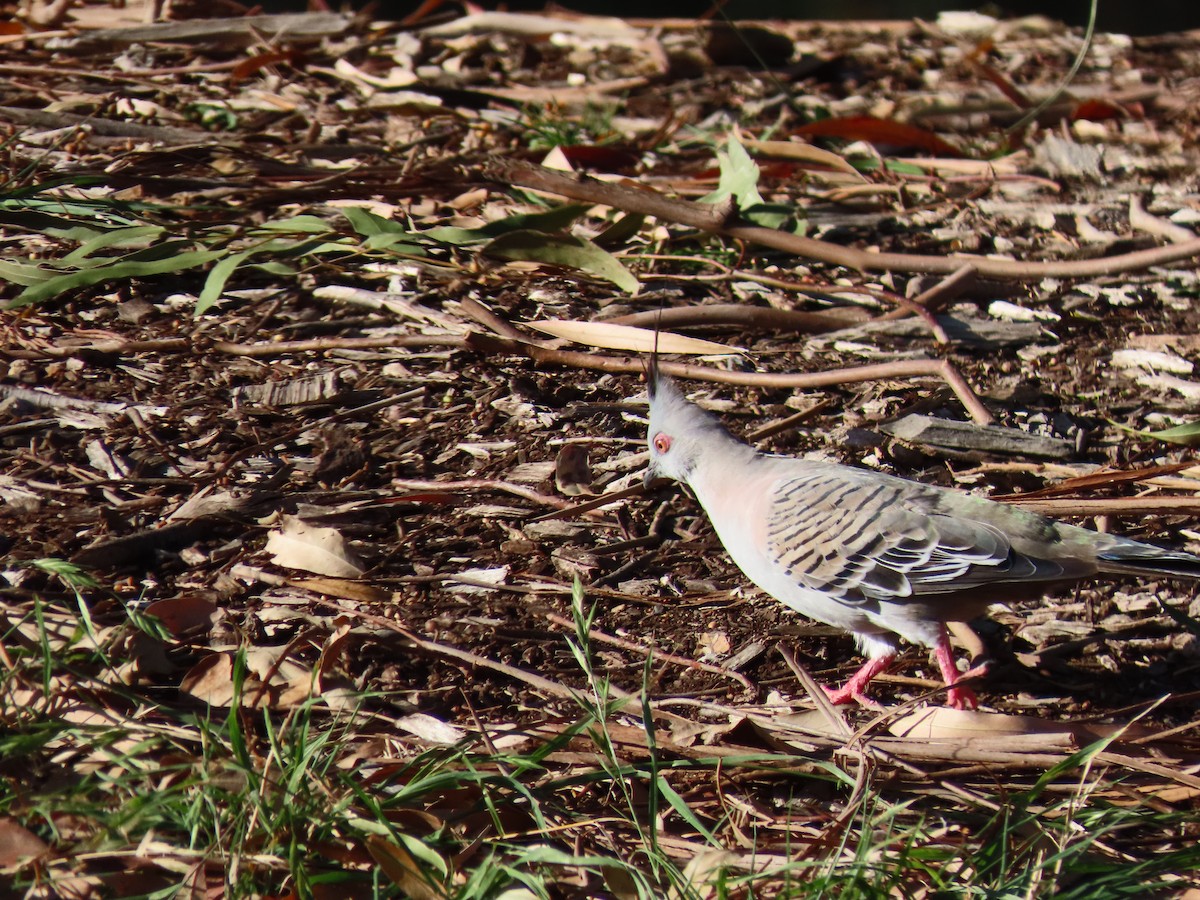 Crested Pigeon - ML621093872