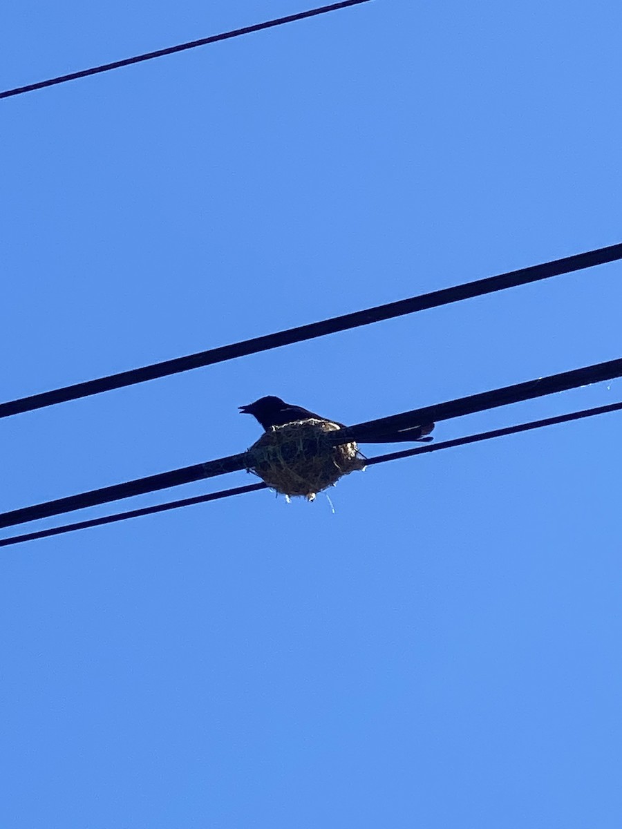 Хар доронго - ML621093904