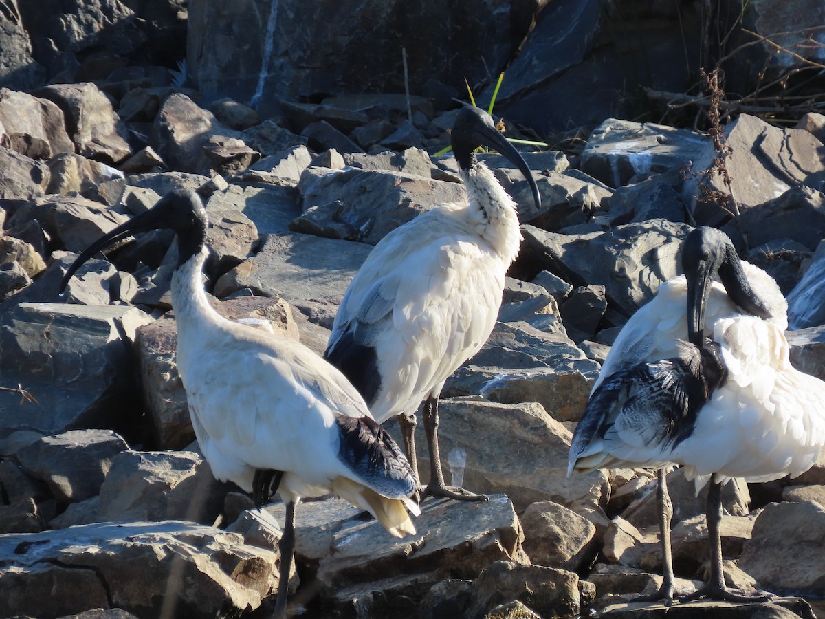 ibis australský - ML621093906