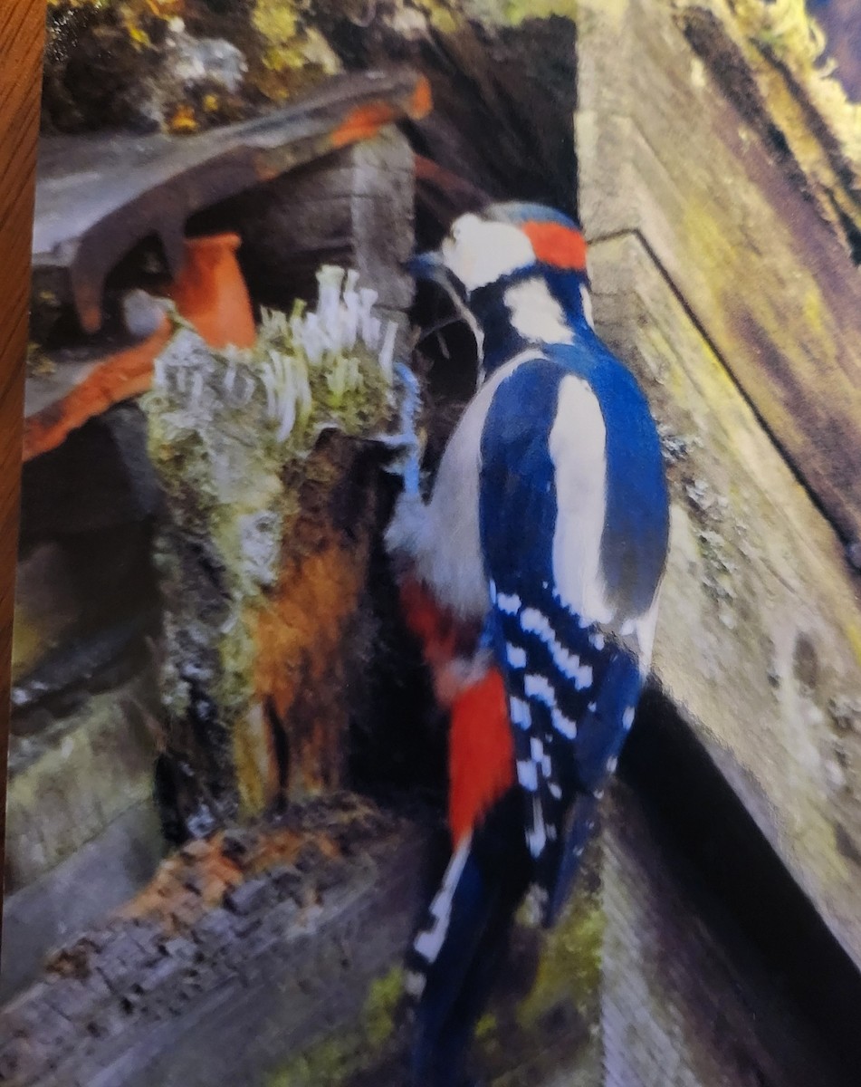 Great Spotted Woodpecker (Great Spotted) - ML621093908