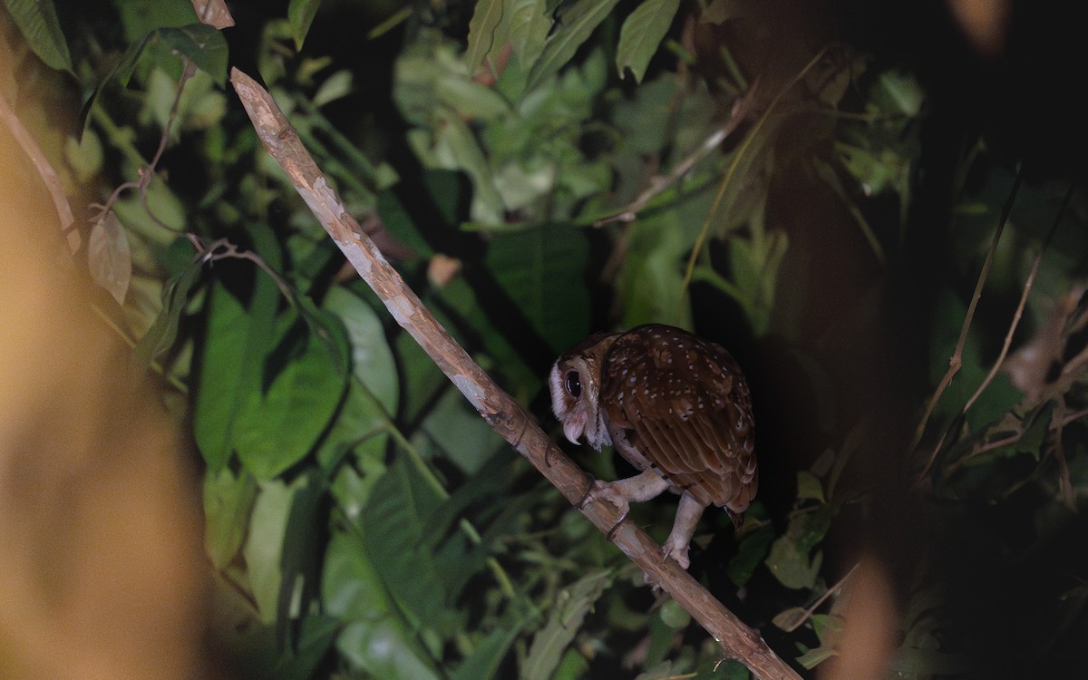 Oriental Bay-Owl - Rahman Mandu
